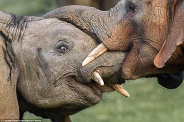 Ngắm khoảnh khắc "nụ hôn" của voi châu Phi