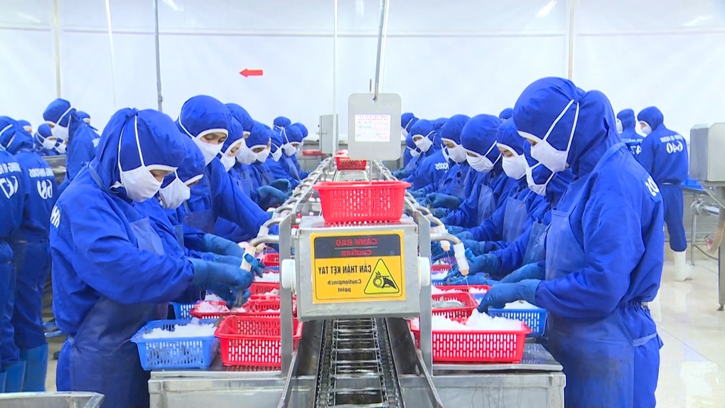 Miljardindustrin för fisk och skaldjur: Blir jättarna andfådda i den gröna kapplöpningen? - Del 2 Ngành thủy sản tỷ USD: Người khổng lồ hụt hơi trên đường đua xanh? - 2