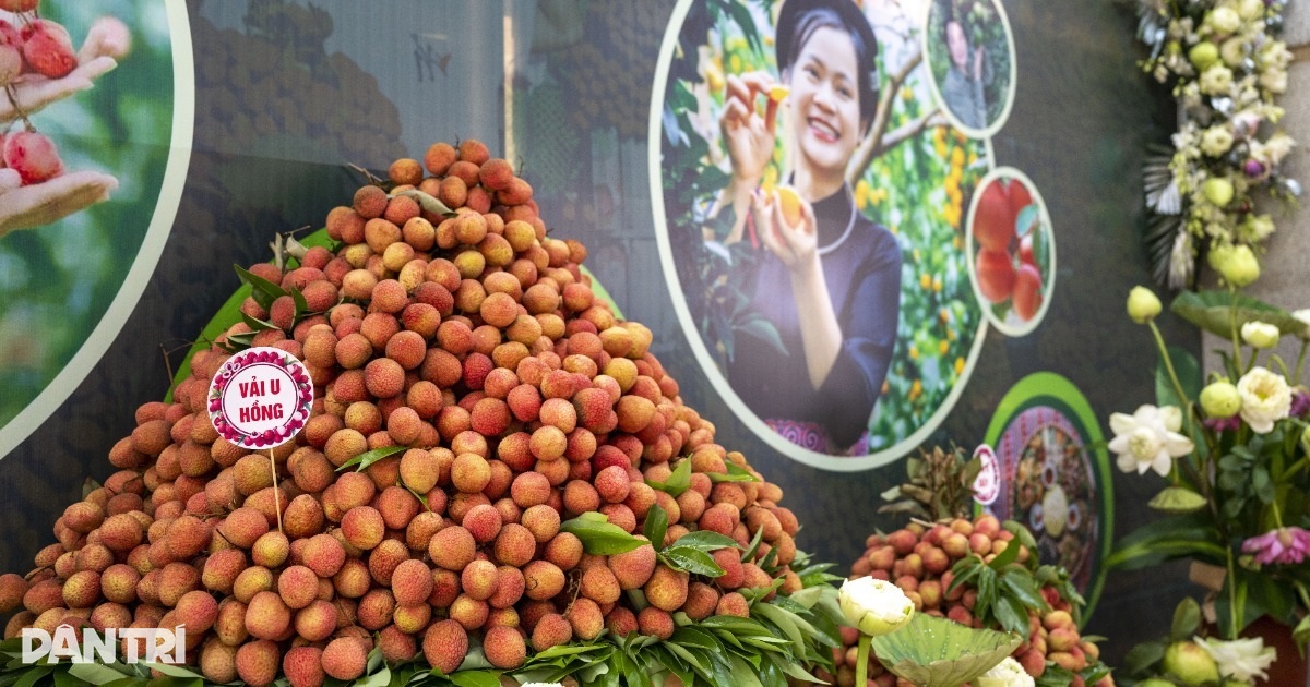 Đi tìm câu trả lời chiến lược cho chất lượng trái vải thiều Bắc Ninh
