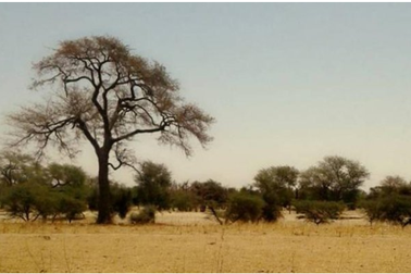 Sa mạc Sahara đã rộng ra thêm 10%