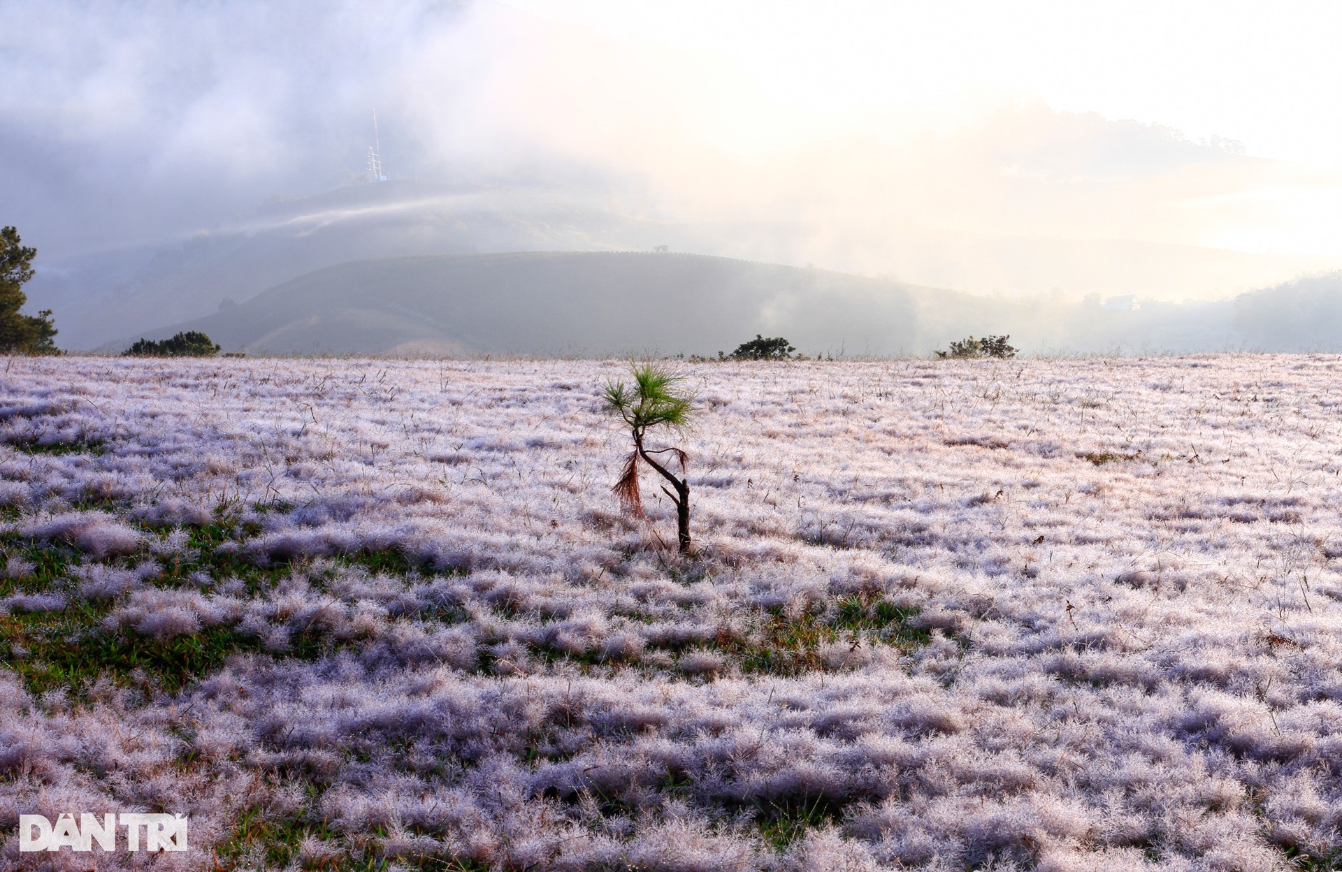 See the bright pink grass hills in Da Lat in the early morning of winter - 7