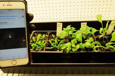 Dò mìn bằng cải bó xôi