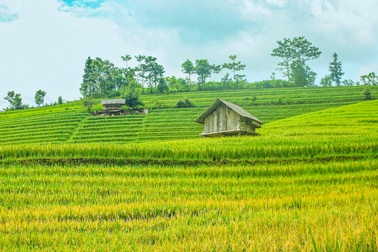 Sa Pa mùa lúa thay màu!