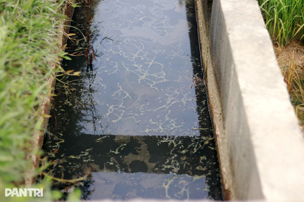 Hơn 1,5ha lúa ở Hà Tĩnh chết khô do sự cố rò rỉ dầu của doanh nghiệp - 3 Hơn 1,5ha lúa ở Hà Tĩnh chết khô do sự cố rò rỉ dầu của doanh nghiệp - 3