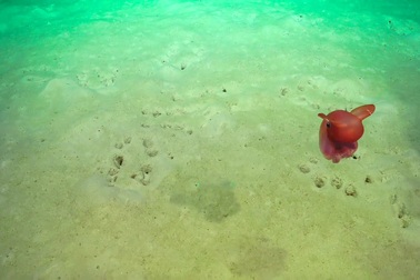 Một con bạch tuộc khổng lồ được chụp bằng camera bởi thiết bị điều khiển từ