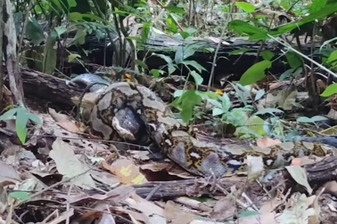 Rắn hổ chúa tử chiến trăn dữ và cái kết khó ngờ