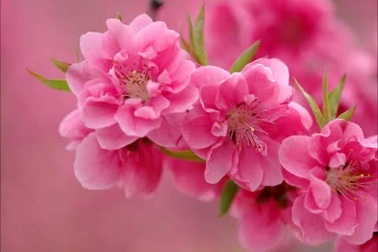 "Hát về mùa xuân" (Trần Hoàn) - NSND Thanh Hoa