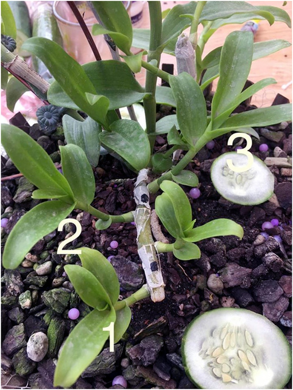 Dân chơi tiết lộ: 5 khác biệt giữa lan var Việt và lan cấy mô Đài Loan - 3 Dân chơi tiết lộ: 5 khác biệt giữa lan var Việt và lan cấy mô Đài Loan - 3