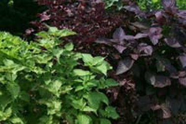 Vị thuốc từ tía tô