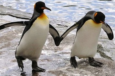 Se duyên cho đôi chim cánh cụt ngày Valentine