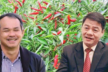 "Nữ hoàng hột vịt" chia tay "cá mập" VinaCapital; bất ngờ “mối duyên tỷ đô” THACO-HAGL