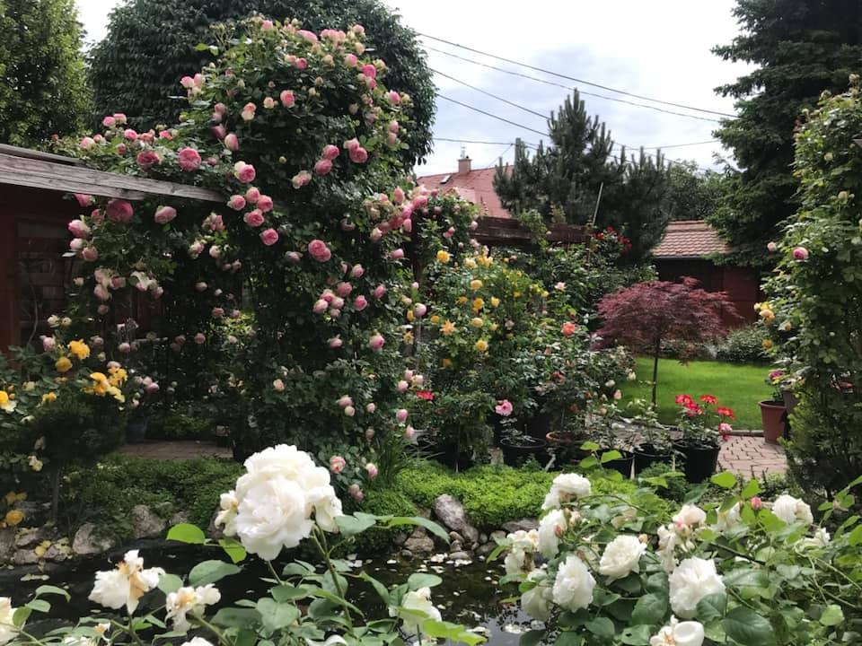 Ngôi nhà phủ kín hoa hồng đẹp không rời mắt của nữ Việt kiều ở Hungary - 3 Ngôi nhà phủ kín hoa hồng đẹp không rời mắt của nữ Việt kiều ở Hungary - 3