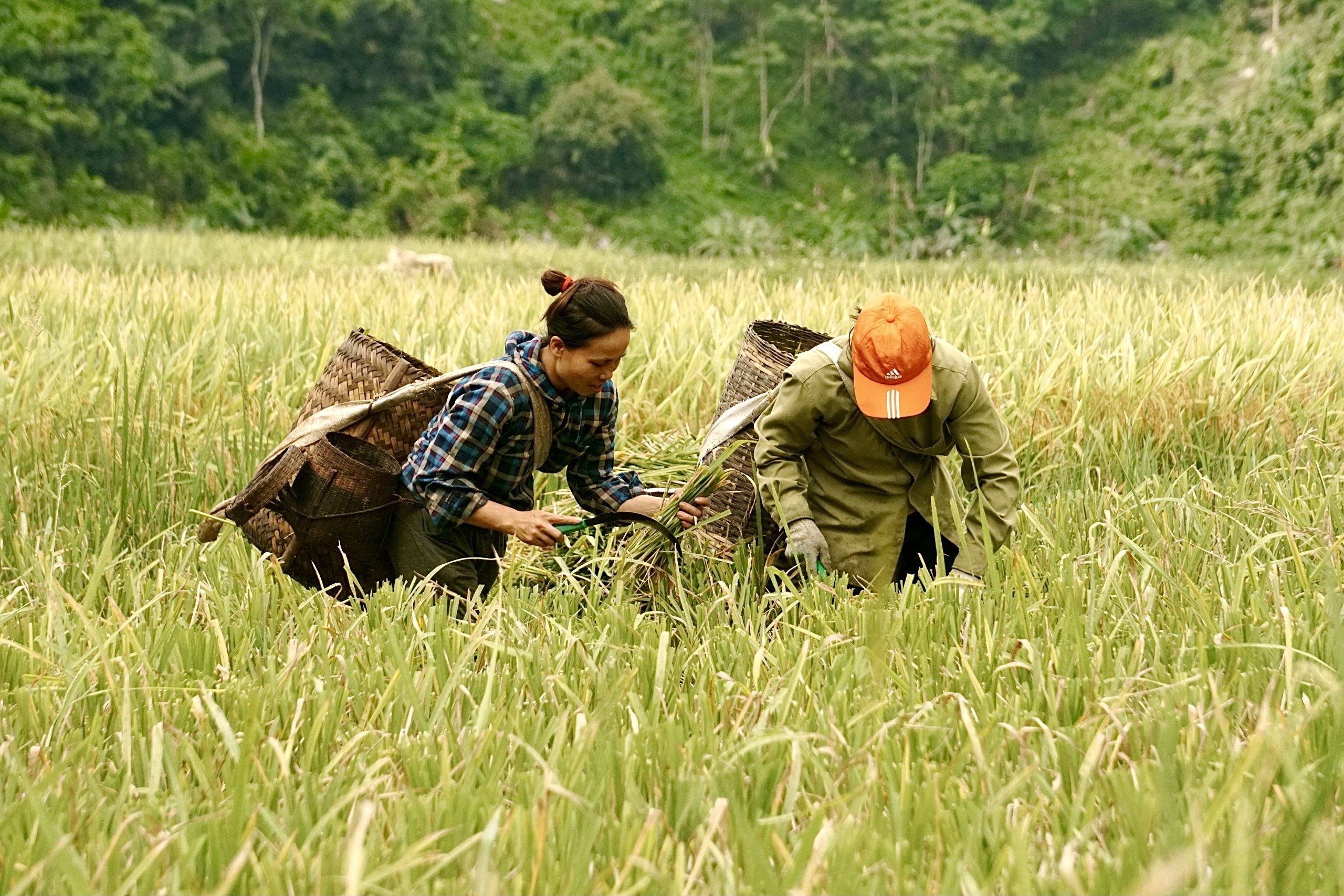 Rực rỡ mùa vàng trên đỉnh Pù Luông - 7 Rực rỡ mùa vàng trên đỉnh Pù Luông - 7