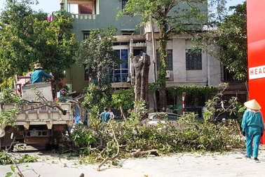 Quảng Bình: Cấp phép cho doanh nghiệp chặt hạ cây xanh để lấy mặt tiền buôn bán!