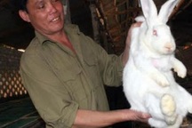 Từ tay trắng sau ra tù thành triệu phú nhờ... nuôi thỏ
