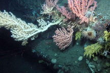 Phát hiện 12 loài mới ở dưới lòng biển Đại Tây Dương