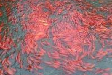 Cả làng sống bằng nghề nuôi cá chép "phục vụ" ông Táo