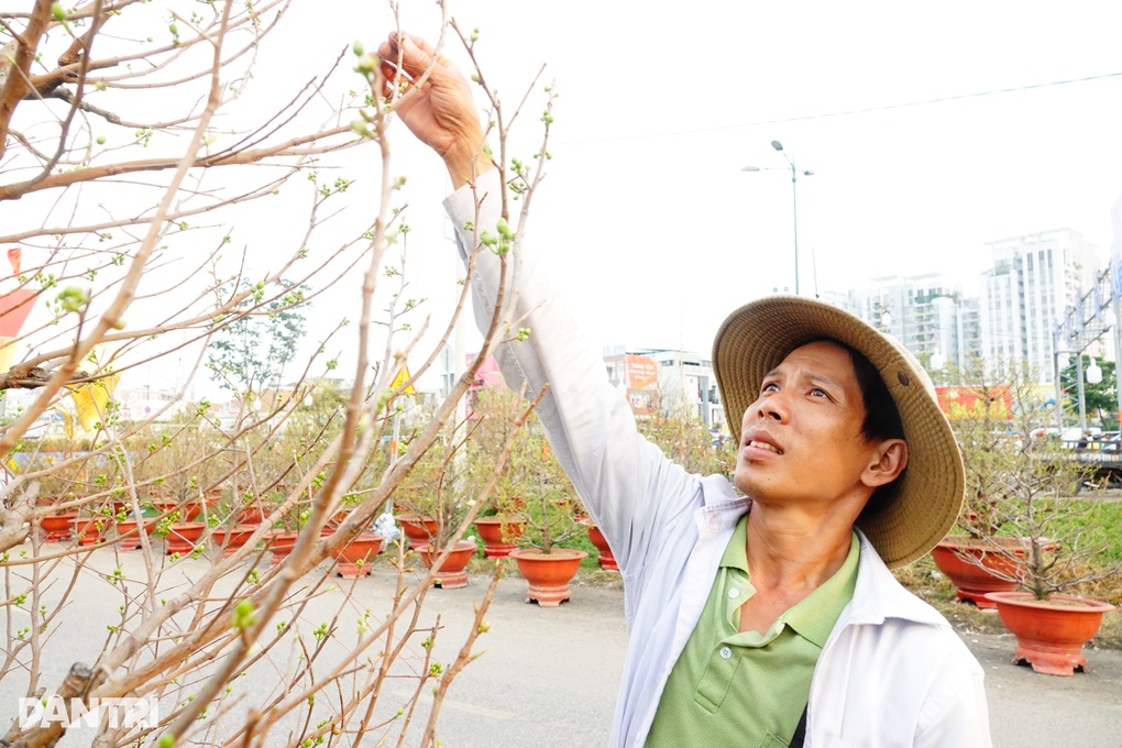 Tất bật ngày Tết, chủ vườn mai thở phào vì hết cảnh há miệng chờ sung - 4 Tất bật ngày Tết, chủ vườn mai thở phào vì hết cảnh há miệng chờ sung - 4