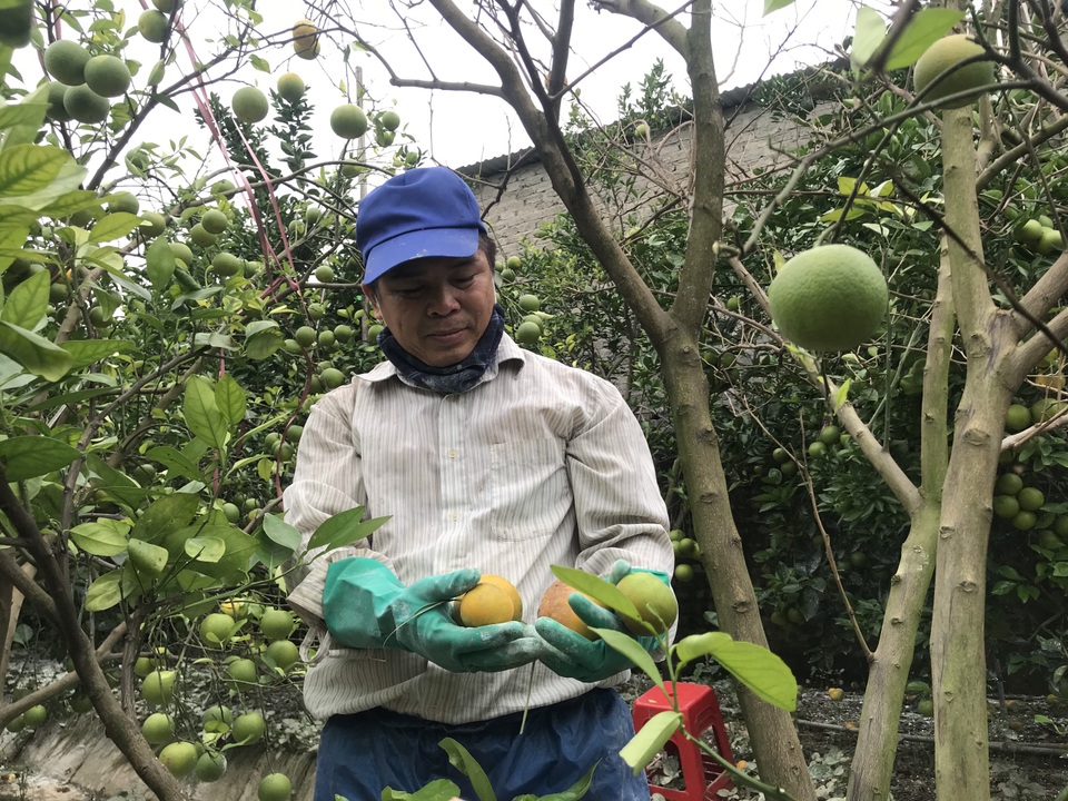 Nuốt nước mắt nhìn cam đặc sản nức tiếng rụng dần - 2 Nuốt nước mắt nhìn cam đặc sản nức tiếng rụng dần - 2