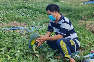 Dưa hấu rớt còn hơn 2.000 đồng/kg, nông dân ngóng chờ thương lái