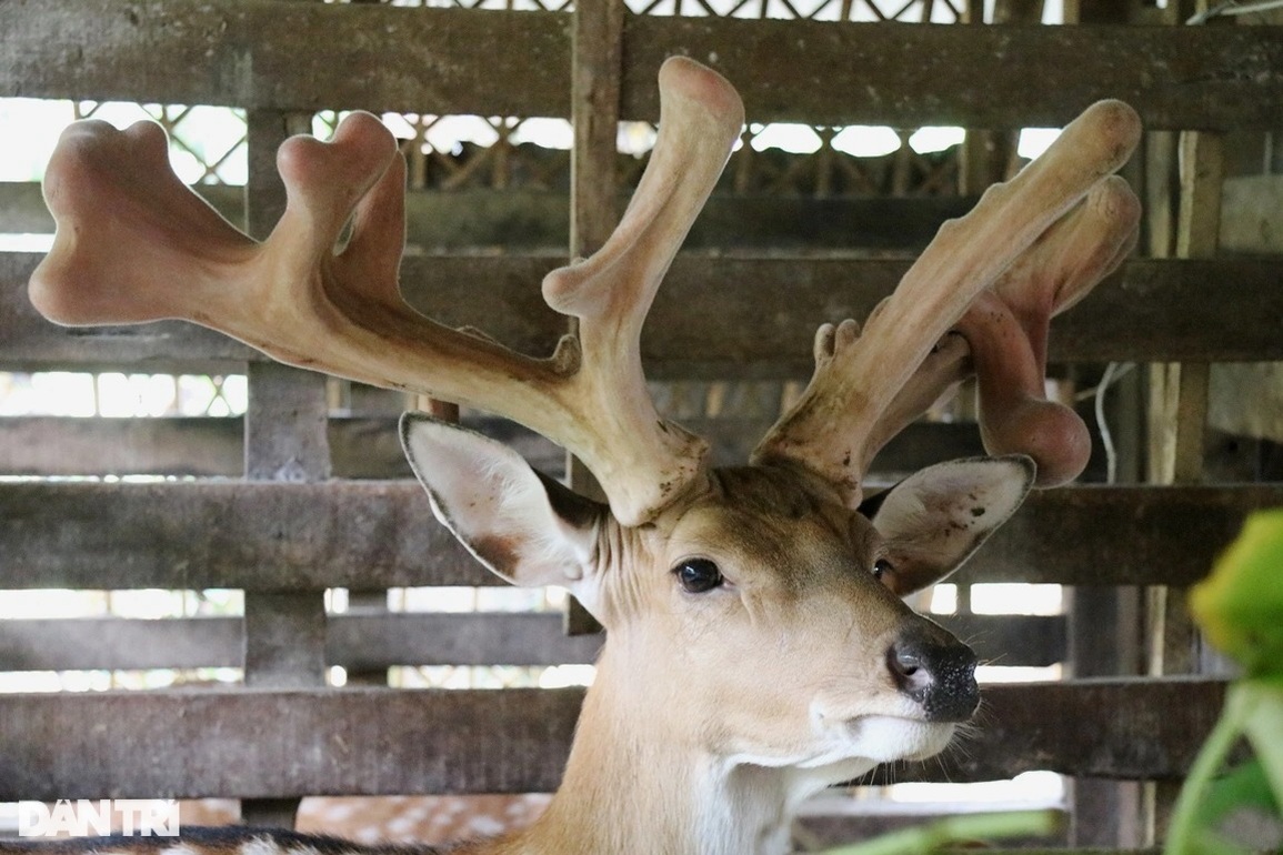 Chủ nhân cặp nhung hươu khủng được trả giá gần một cây vàng - 2 Chủ nhân cặp nhung hươu khủng được trả giá gần một cây vàng - 2
