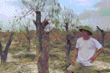 Vườn đào tiền tỷ chết khô, nông dân gầy rộc người lo xoay tiền trả nợ