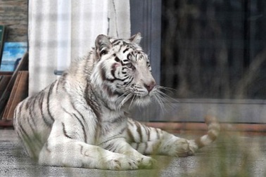 Nghẹt thở xem cảnh hổ trắng sổng chuồng khỏi gánh xiếc