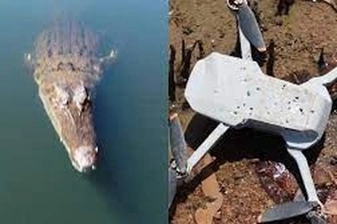 Choáng cảnh cá sấu bất ngờ nhảy lên đớp phương tiện bay không người lái