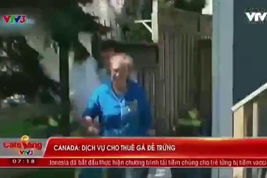 Canada: Dịch vụ cho thuê... gà đẻ trứng