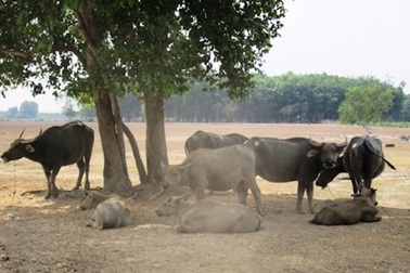 Những dự án tại "Hòn ngọc Viễn Đông" của "chúa đảo" Tuần Châu