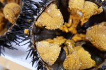 Đặc sản "ăn tươi nuốt sống" gai góc xấu lạ, được ví như "thần dược quý ông"