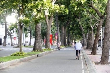 Phong tỏa đường, cắt điện nước 20 ngày để di dời... 2 cây cổ thụ?