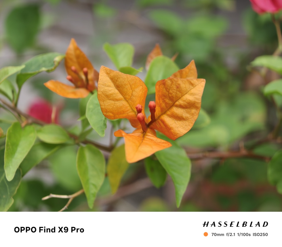 បទពិសោធន៍កាមេរ៉ា OPPO Find X9 Pro៖ លើកកំពស់ការថតរូបតាមទូរស័ព្ទ - 28 Trải nghiệm camera OPPO Find X9 Pro: Nâng tầm nhiếp ảnh trên di động - 28