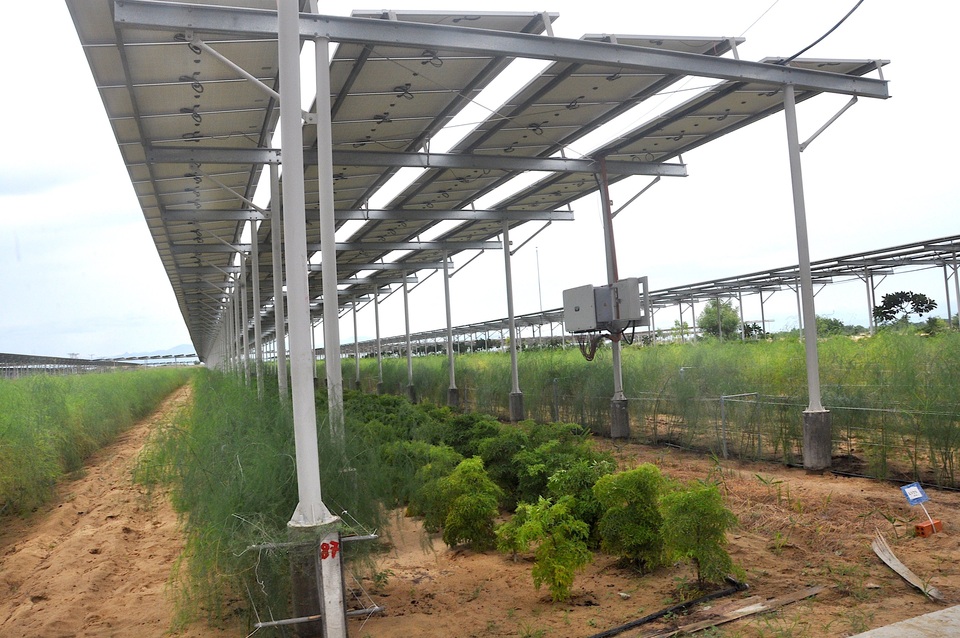 Bất thường chuyện hộ dân không bán được điện áp mái vì thiếu tấm lợp - 2 Bất thường chuyện hộ dân không bán được điện áp mái vì thiếu tấm lợp - 2