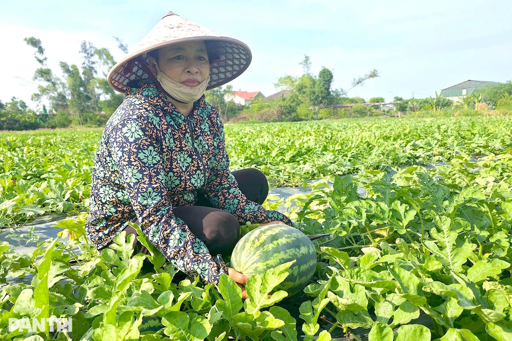 Ép dưa hấu ngoại thích nghi trên đất cát, nông dân thu hàng trăm triệu đồng - 2 Ép dưa hấu ngoại thích nghi trên đất cát, nông dân thu hàng trăm triệu đồng - 2