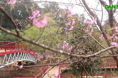 Mùa hoa mai anh đào trên Măng Đen