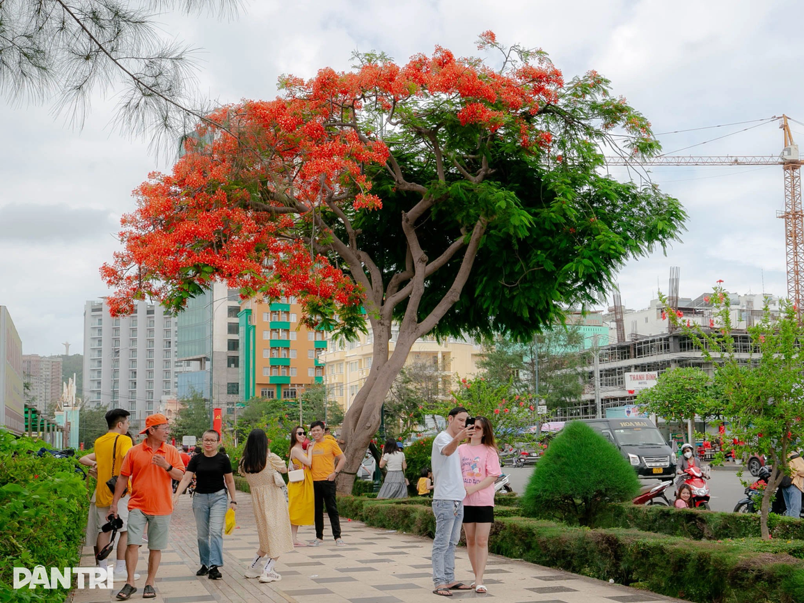 Cây phượng gây bão mạng hút đoàn người xếp hàng chờ check-in giữa trưa - 3 Cây phượng gây bão mạng hút đoàn người xếp hàng chờ check-in giữa trưa - 3