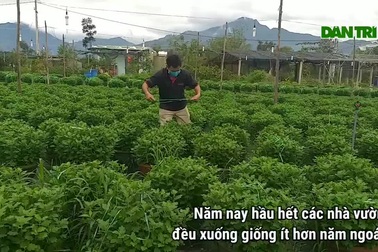 Nông dân thấp thỏm vụ hoa Tết