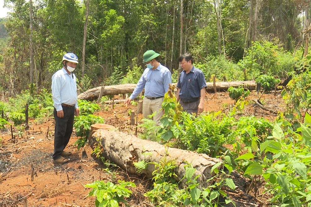 Phó Chủ tịch UBND tỉnh Đắk Nông chỉ đạo xử lý nghiêm vụ phá rừng - 1 Phó Chủ tịch UBND tỉnh Đắk Nông chỉ đạo xử lý nghiêm vụ phá rừng - 1