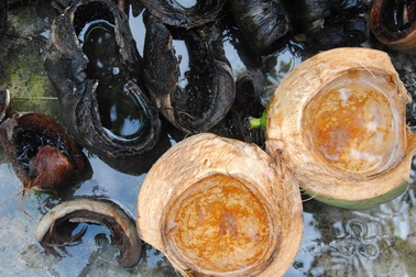 Gia tăng bệnh nhân sốt xuất huyết do... lọ hộp vứt quanh nhà