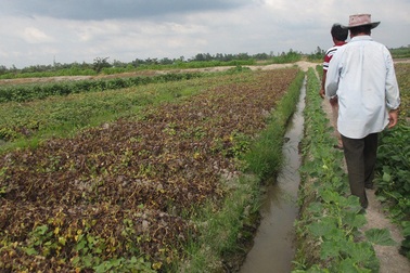 Cả ruộng khoai lang bị kẻ xấu phun thuốc diệt cỏ