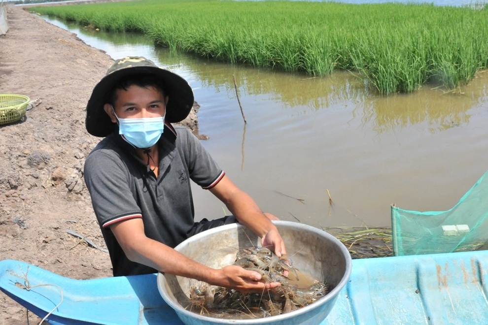 Nuôi cá trời cho và trồng lúa bò theo nước lũ, 9X thu nhập bạc tỷ - 2 Nuôi cá trời cho và trồng lúa bò theo nước lũ, 9X thu nhập bạc tỷ - 2