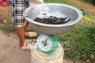 Dân săn đỉa: Thầy thuốc, chính quyền nói gì ?