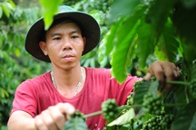 "Vắt" 1 tỷ đồng/năm từ mảnh đất đồi dốc, sỏi đá