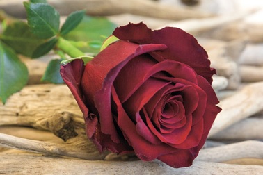 Câu chuyện tình buồn bã và cảm động làm “cay sống mũi”