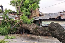 Cổ thụ hơn 100 tuổi đè sập 2 nhà dân, hàng chục người thoát chết
