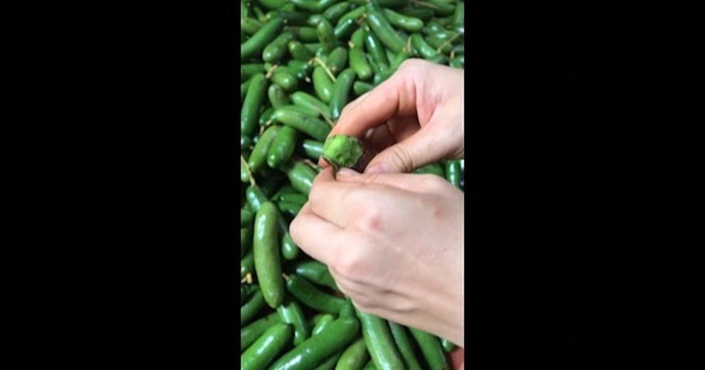 Loại quả tí hon ít người biết, thơm ngon nhưng giá đắt đỏ - 1 Loại quả tí hon ít người biết, thơm ngon nhưng giá đắt đỏ - 1