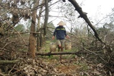 Cao su tan nát sau bão, hàng ngàn hộ dân lao đao tìm kế sinh nhai