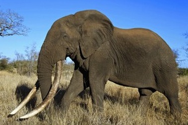 Voi ngà dài cực quý hiếm bị thợ săn trộm bắn chết bằng mũi tên tẩm độc