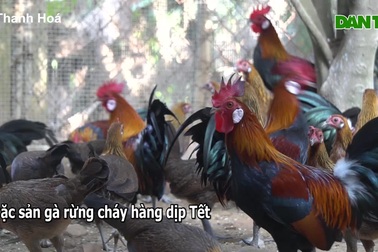 Vài triệu đồng một cặp, chủ trại gà rừng lo không đủ hàng bán Tết